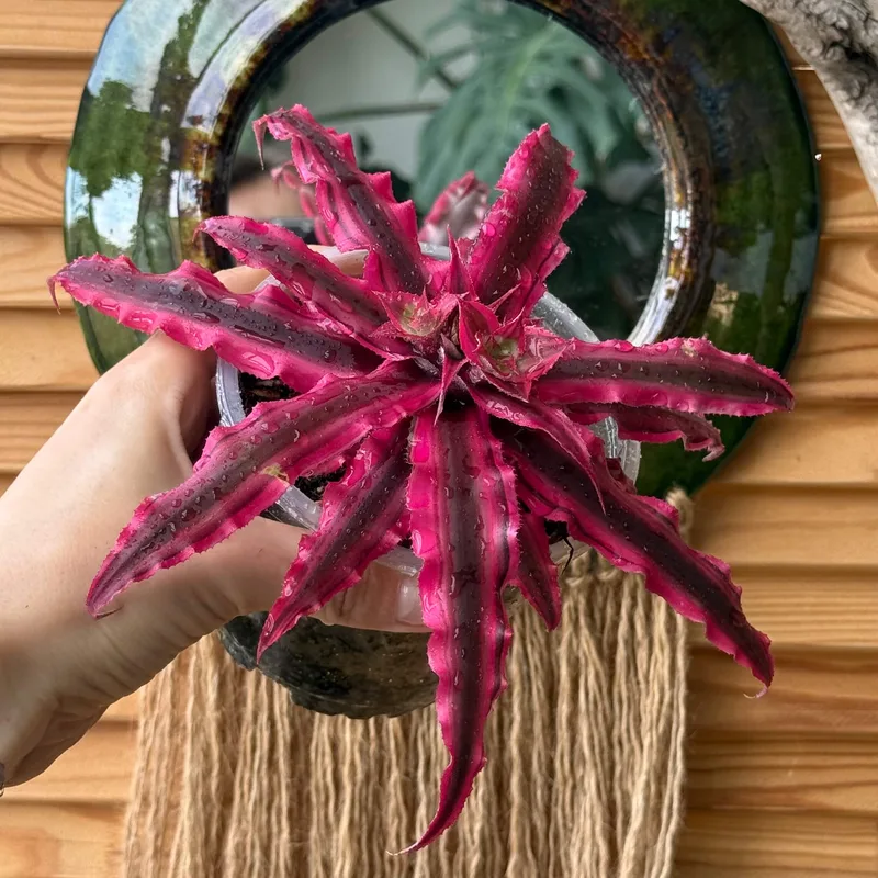 Криптантус